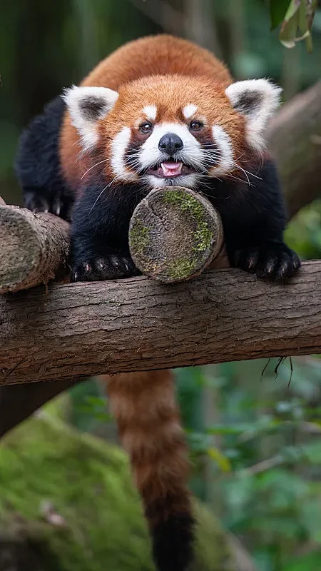 成都熊猫基地的小熊猫照片下载