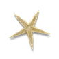 超高清 海星 海螺 贝壳 珊瑚 海马等 航洋生物主题 png元素 starfish-11