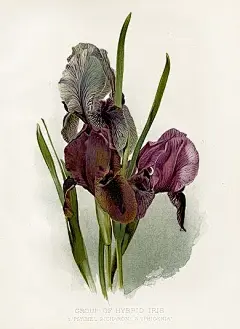 水彩--鸢尾花 - 高清图片，堆糖，美图壁纸兴趣社区