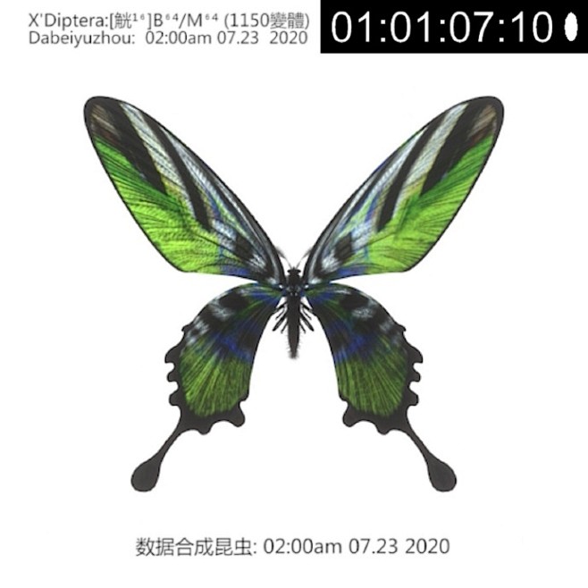X’Diptera:[觥¹⁶]B⁶⁴/M...