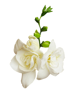 Gaga设计采集到花