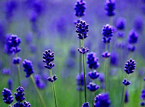 lavender in China_