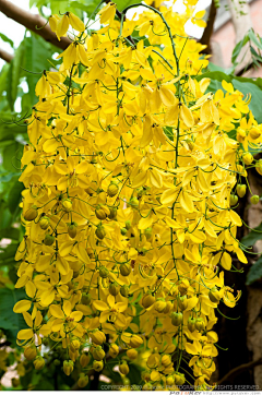 ♡小蝴蝶♡采集到繁花似锦