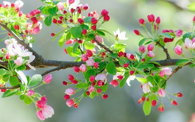 粉红色的樱花的花树枝 创意素材