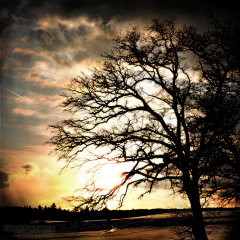 Liwenxuang采集到50 Beautiful Examples of Tree Ph