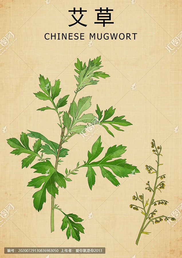 艾草 手绘艾草 百草集 艾叶 艾灸草 艾蒿 草本植物 草药 药材医草 中草药 中草药包装插画 中药本草纲目 手绘中草药 手绘值物花草-花瓣网