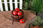 Miniature Apples - Polymer Clay Apples -  Terrarium Accessory - Fairy Garden - Miniature Garden - Gnome Garden