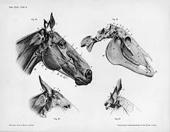 #绘画参考#动物头部结构解刨
“Handbuch der Anatomie der Tiere für Künstler” ​​​