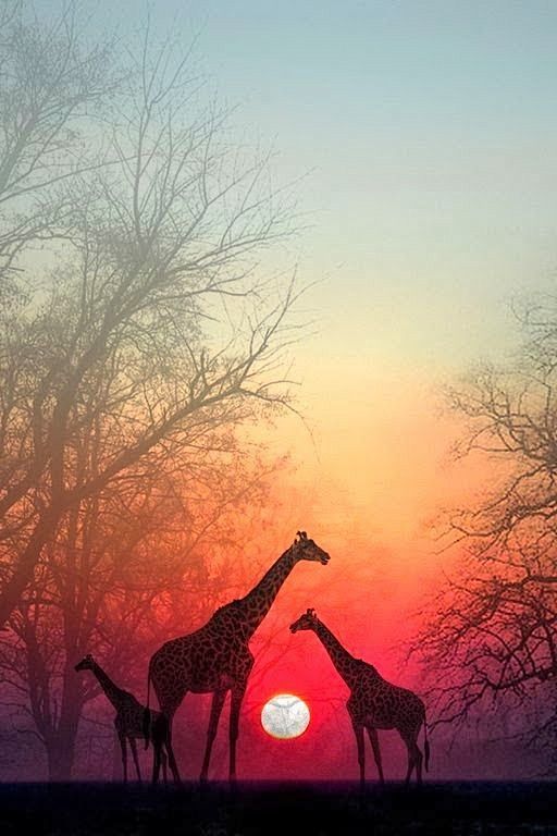 Giraffes in the Suns...