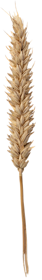 wheat 2_item