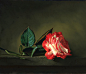 flower painting rose