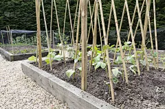 用竹藤支撑的小红花豆植物