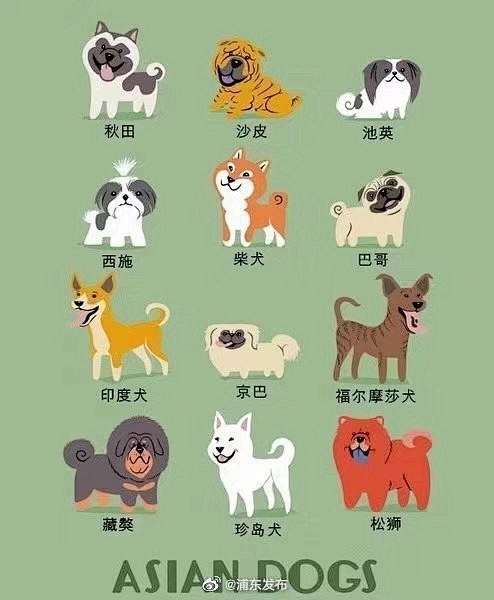 据简笔画，这组插画帮你认全狗狗品种！