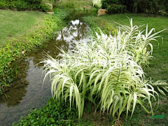 齐尚景观-庭院/文旅采集到水生植物/挺水植物/沉水植物/浮萍植物/植物配置/植物设计