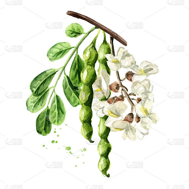 开花金合欢或槐枝，花，豆荚和叶，化妆品和药草。手绘水彩插图孤立的白色背景