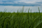 nature-wheat-farm-green-plants (1)