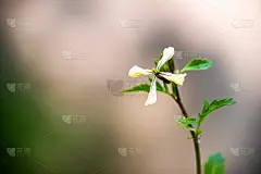 这是一个在蔬菜园里栓着粉红色白萝卜花的开花植物的微距特写，背景是春夏季的绿叶