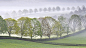 2010国际花园摄影大赛
树木类，冠军：科林·罗伯茨的《绿树成排》，拍摄地：英格兰南部。“春天的第一道曙光里，树木沿连绵起伏的英国地形呈一排延伸开去。”树走在字段之间的对冲线，装饰用自己的圆形状的景观。笼罩的薄雾让远处的树木若隐若现，让整个画面更有层次感。