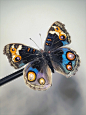 错误带来的美｜翠蓝眼蛱蝶
一只缺鳞变异的翠蓝眼蛱蝶，左后翅从蓝色变化为了紫色，眼斑也褪成了白色，但这种不对称却带来了一种独一无二的美感
