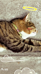 萌萌哒猫咪可爱配图
#猫咪##萌宠# #喵星人#