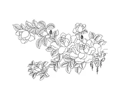 芍药线条植物  - 源文件下载【酷图网】牡丹,月季,芍药,花朵,花卉,植物,矢量图,线雕,线条,中式,中国风,画画,手工,黑板报,雕刻,图案,元素,素材,硅藻泥,手绘,绘画,钢笔画,刻绘,激光图,