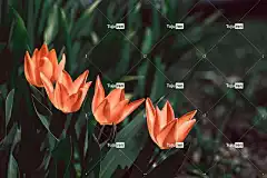 郁金香 橙色的 橙色郁金香 花卉背景 花壁纸 盛开 美丽的花朵