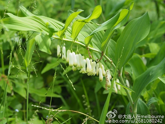 玉竹图片_自然植物图片素材-花瓣网