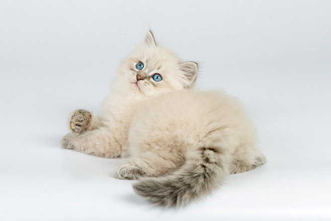 西伯利亚猫 幼猫 猫