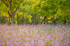 煎饼果子狸_花喵采集到花田