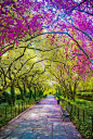 春天，纽约市中央公园，