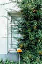 pyracantha