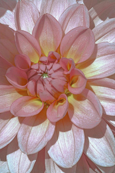 com采集烟九墨采集到花花采集烟九墨采集到花花fiorephoto.weibo.