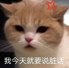 知安~采集到猫咪菇凉~