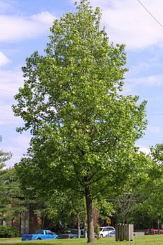 Liquidambar styracif...