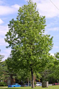 Liquidambar styraciflua  (Sweet Gum)    枫香