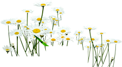 小巷尽头采集到花