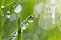 叶子,雨滴,特写,湿,纯净图片图片素材_ID:VCG41N1175657126