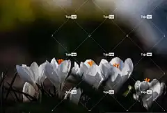 番红花 花朵 白色的花 花壁纸 花瓣 白色的花瓣 花卉背景 盛开