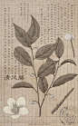 《田野调查》-植物类科普插画-鲁奇舫_插画,设计,艺术,植物,绘画,平面设计_涂鸦王国插画