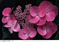 植物背景-一束漂亮的粉色花朵