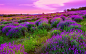 紫色薰衣草唯美风景图