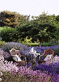 Lavender garden.: 