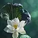 #美图摄影# 莲花，花之君子者也，出淤泥而不染，濯清涟而不妖，中通外直，不蔓不枝，香远益清，亭亭静植，可远观而不可亵玩焉。丨摄影师：Duong quoc dinh