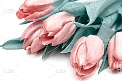 贺卡,郁金香,春天,节日,情人节,白昼,白色背景,粉色,花束,花