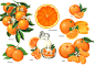 Orange and Citrus Packaging Illustrations : Orange and Citrus illustrations used on packaging for clients including: Suave, St. Ive's, T. Marzetti, Smuckers, and many more.