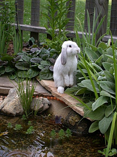 暮雨淅淅采集到绿植家装