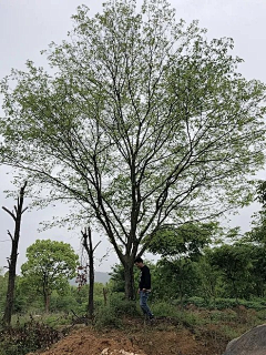 蜗牛oooo采集到乔木单体