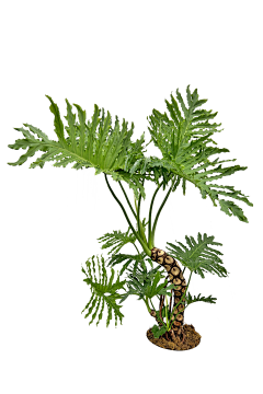 夜摩采集到植物