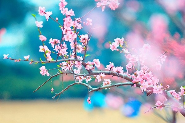 桃花依旧，伊人何处？
