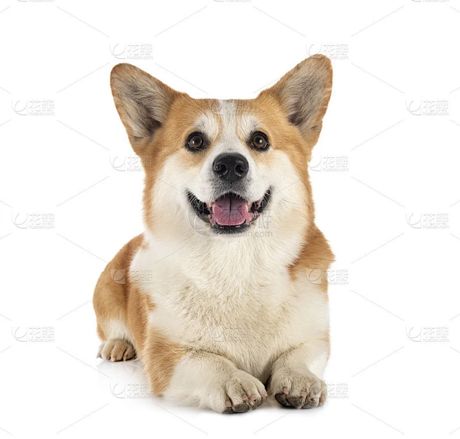 彭布罗克威尔士科基犬素材-花瓣网